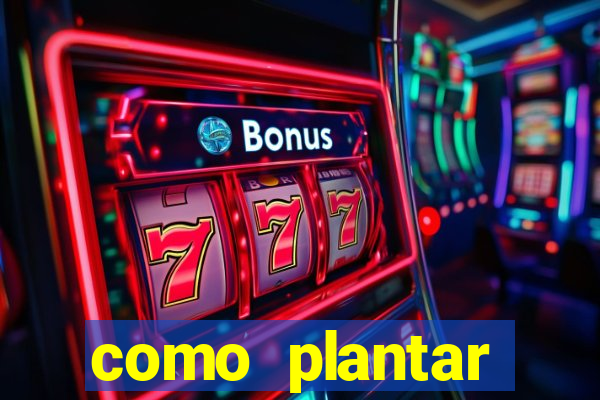 como plantar gergelim no vaso